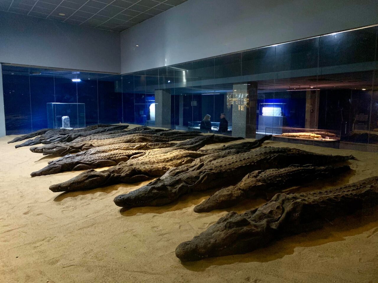 krokodil múzeum