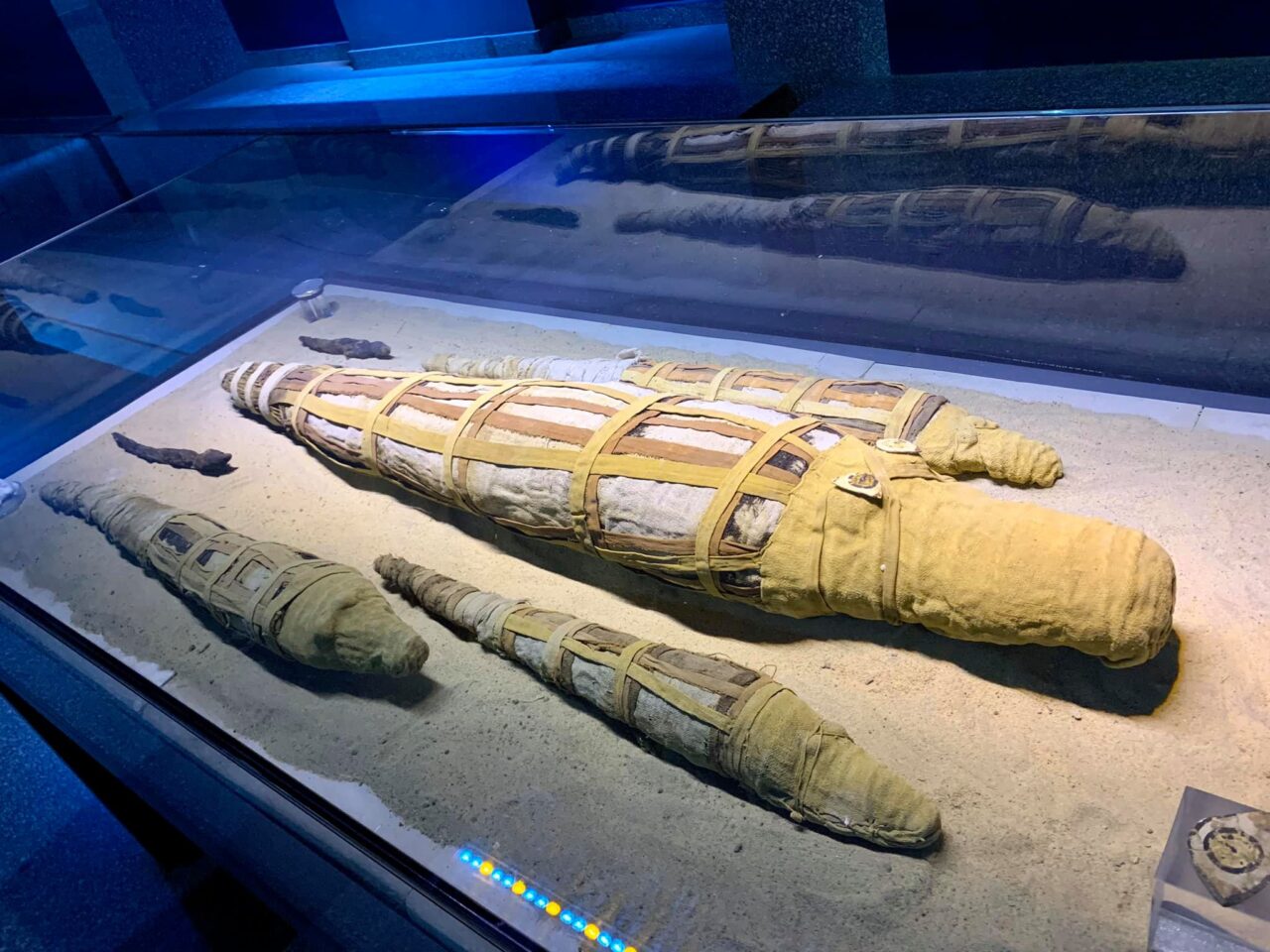 krokodil múzeum