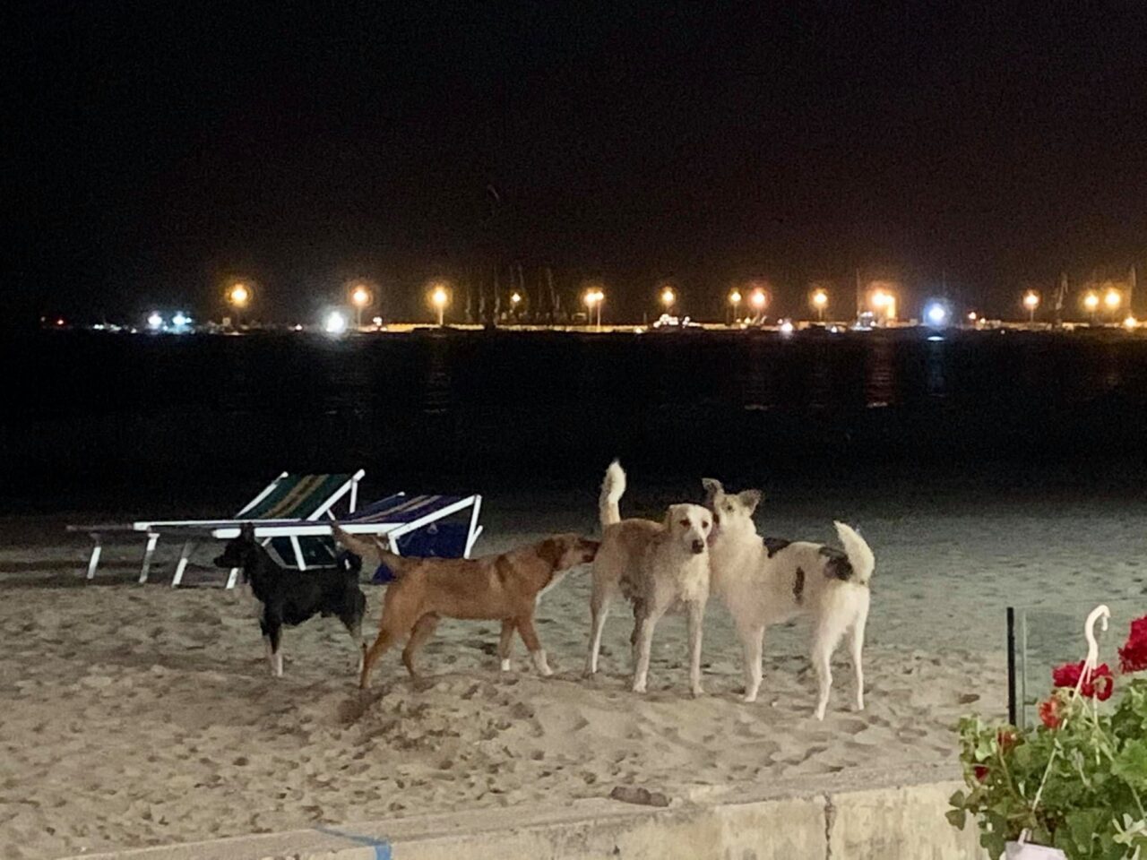 Kóbor kutyák buliznak a homokos strandon durres